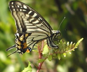 f5e2f75b315b158382969173cb78db101