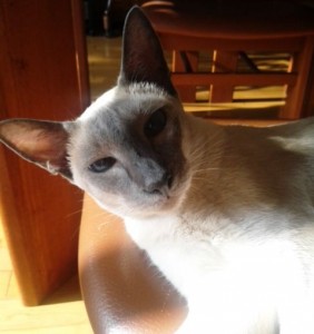 コピー ～ NEC_0096